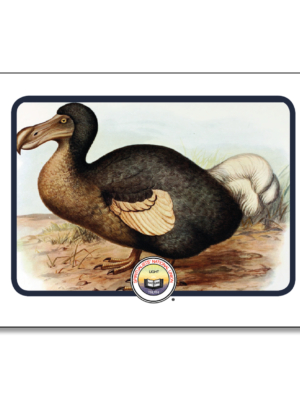 Evolution Artcards